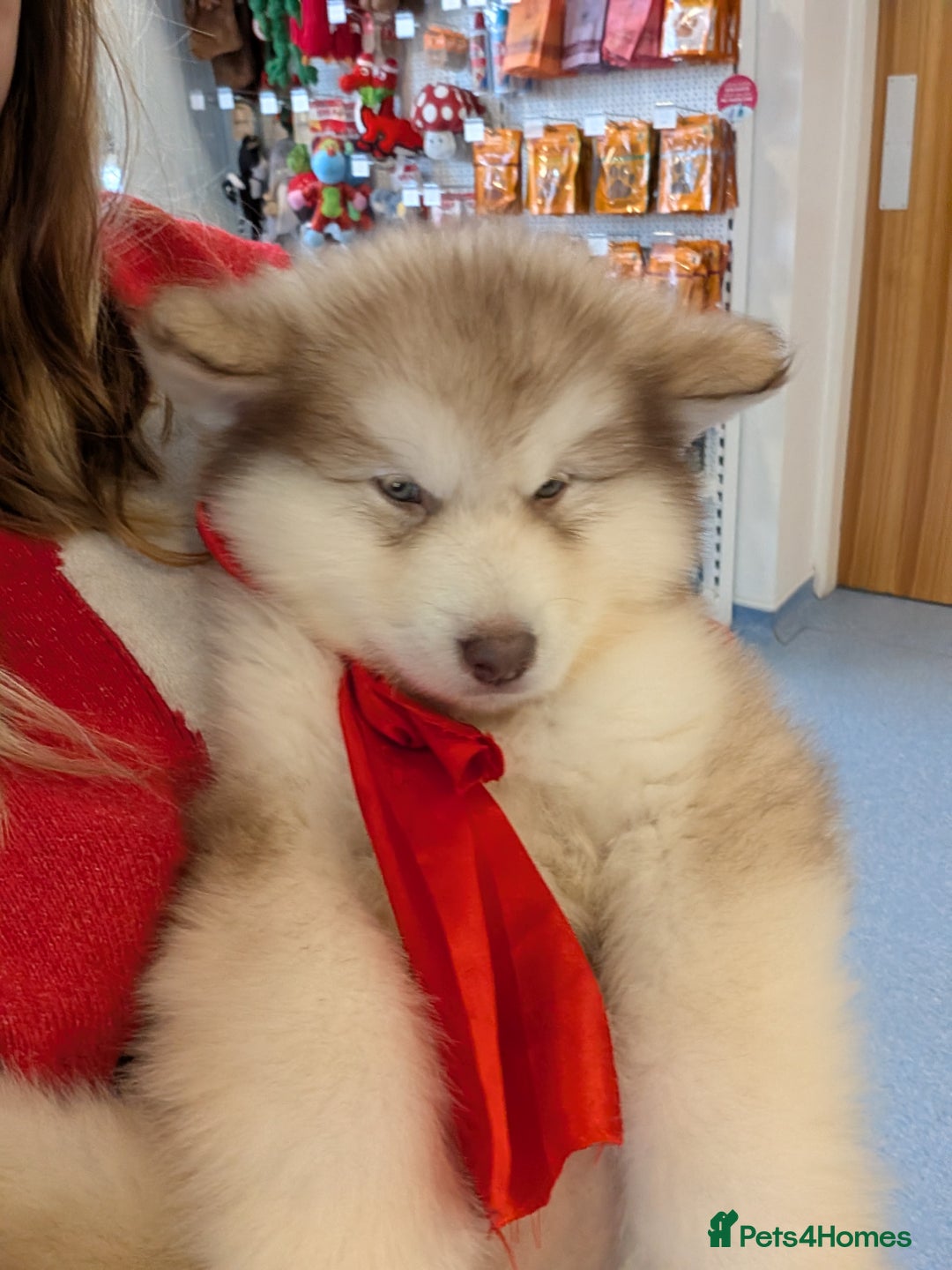 Alaskan Malamute dogs for stud: KC Registered Champion Alaskan Malamute for Stud in Bathgate - Advert 6
