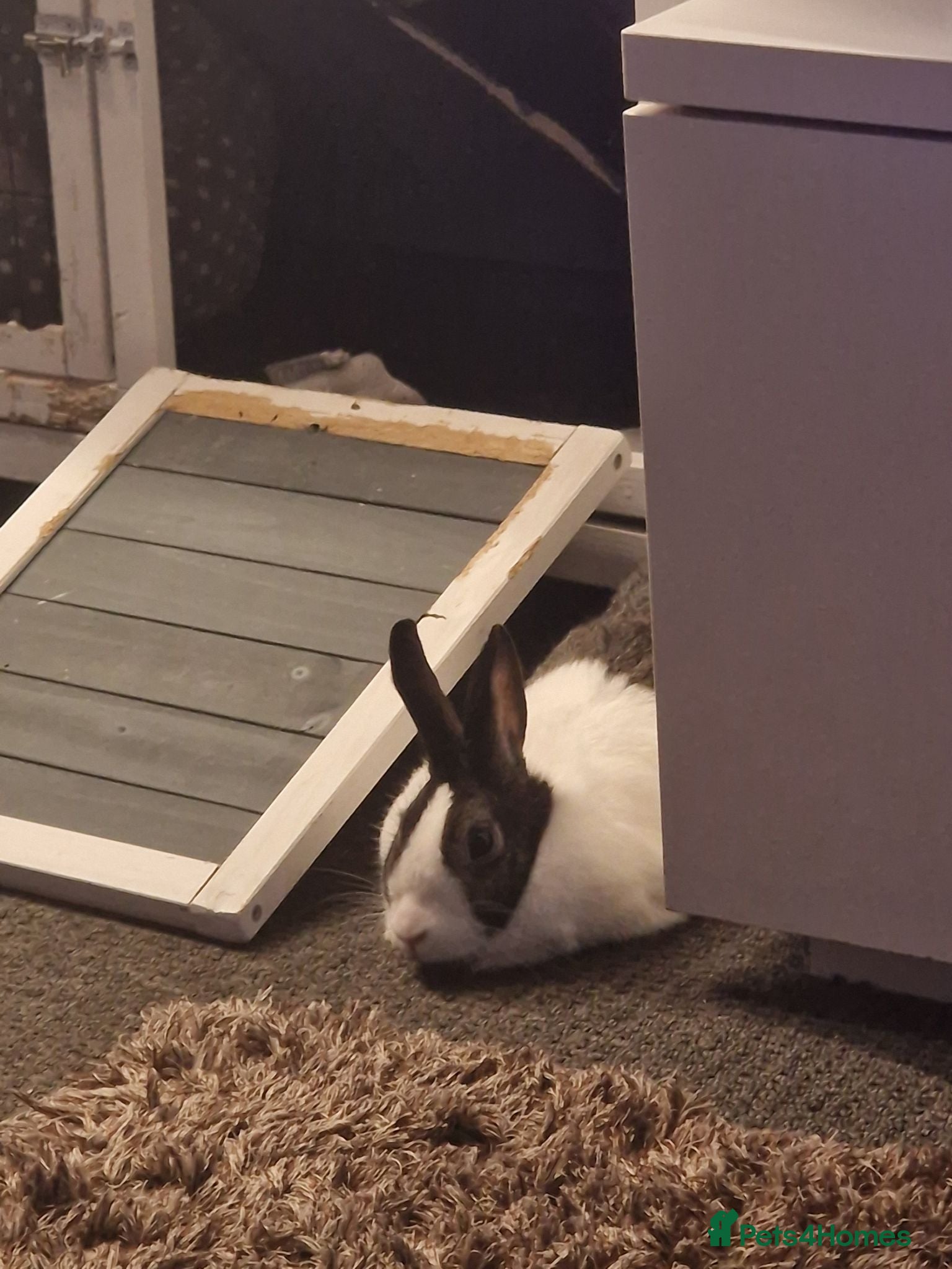 Dutch rabbits Dutch rabbit looking for a new home. - Advert 7