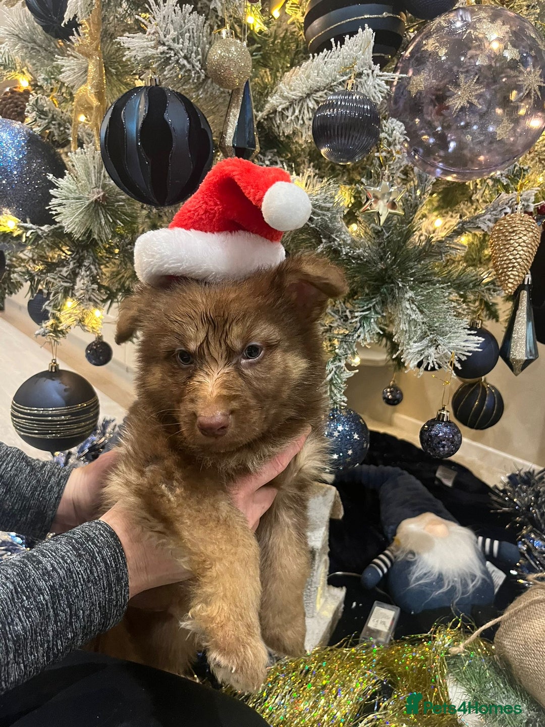 German Shepherd dogs for sale: Working KC GSD German shepherd puppies  - Advert 25