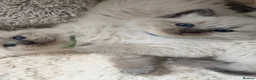 Ragdoll cats for sale: 5 Ragdoll kittens - Advert 22