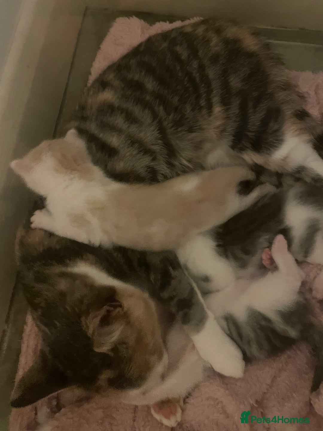 Mixed Breed cats for sale: 3 BOYS AVAILABLE - Advert 5