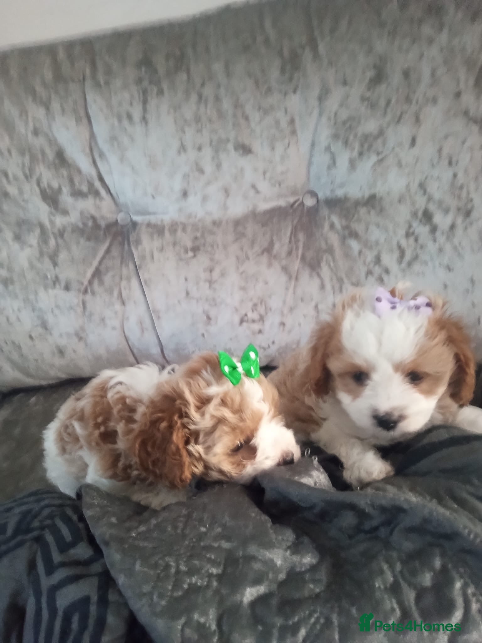 Cavapoo dogs CAVAPOO 2 females left - Advert 13