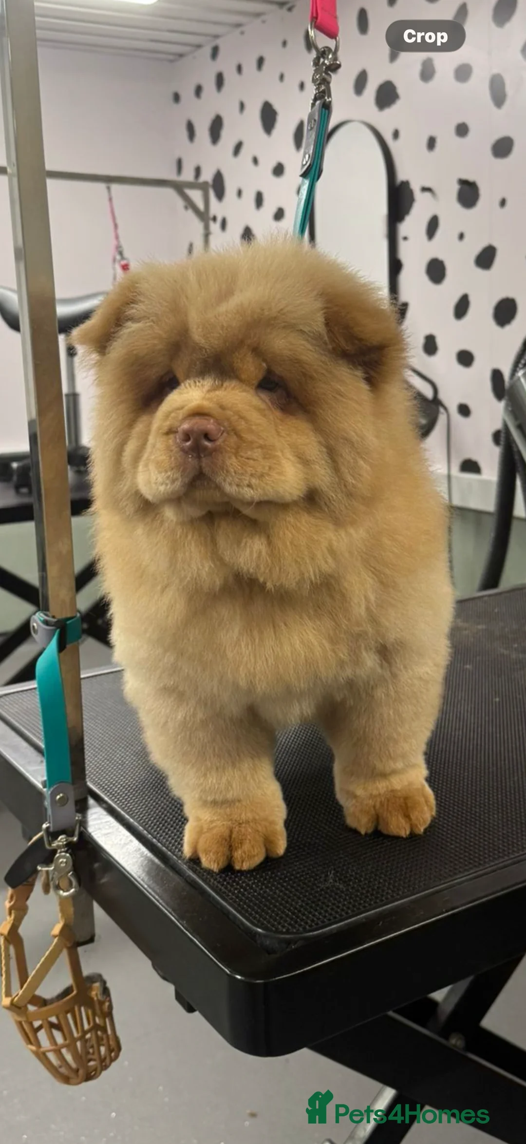 Chow Chow dogs for sale: Beautiful chow chow puppies  - Advert 3