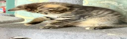 Mixed Breed cats for sale: Beautiful tabby female available  - Advert 4