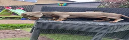 Miniature Dachshund dogs for sale: Miniature dachshund  - Advert 4