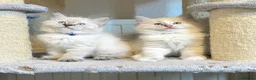 Ragdoll cats for sale: 1 Girl & 2 Boys - TICA Registered - Cuddly, Gentle - Advert 24