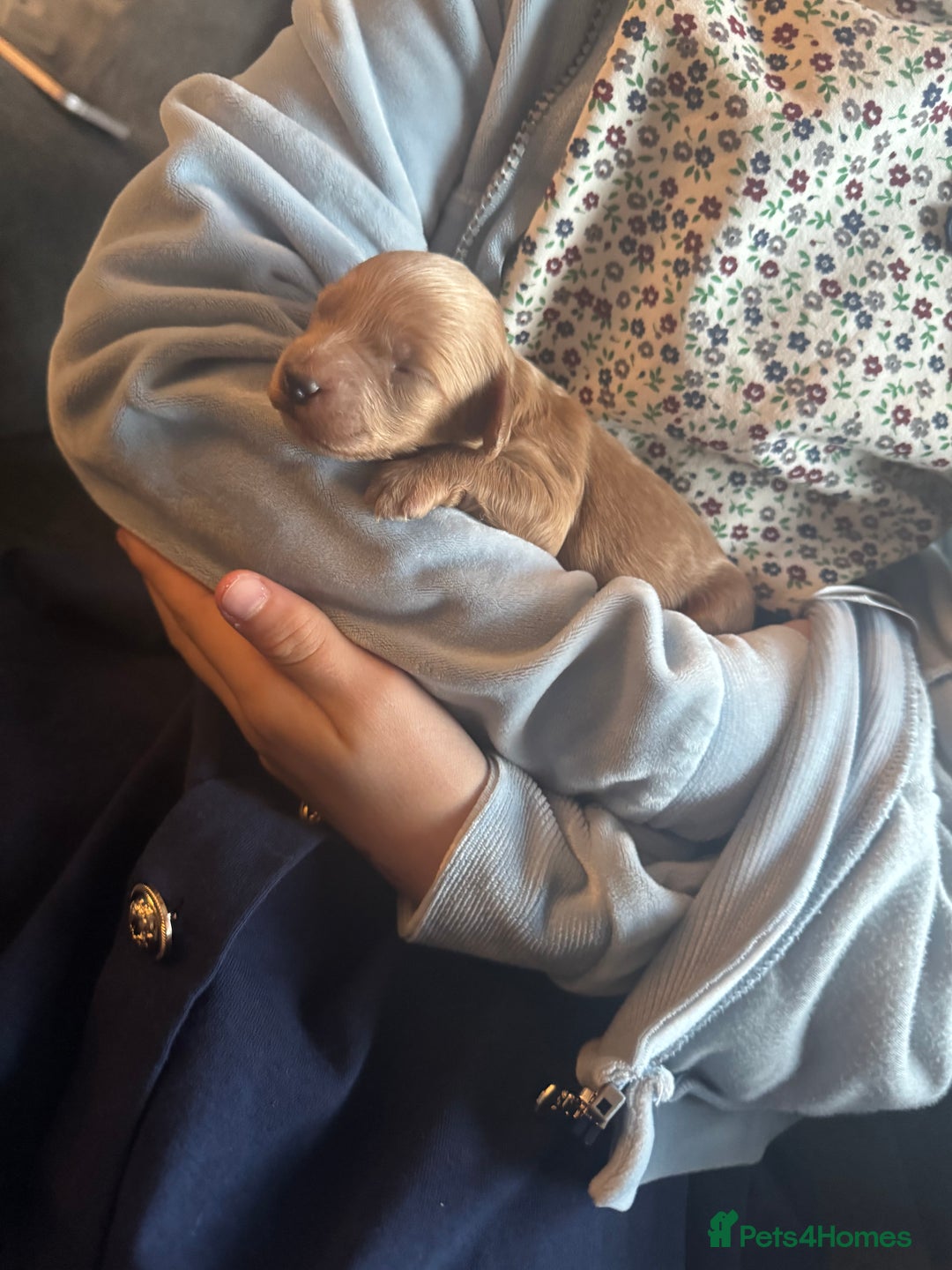 Cockapoo dogs for sale: Beautiful F1b cockapoos  - Advert 11