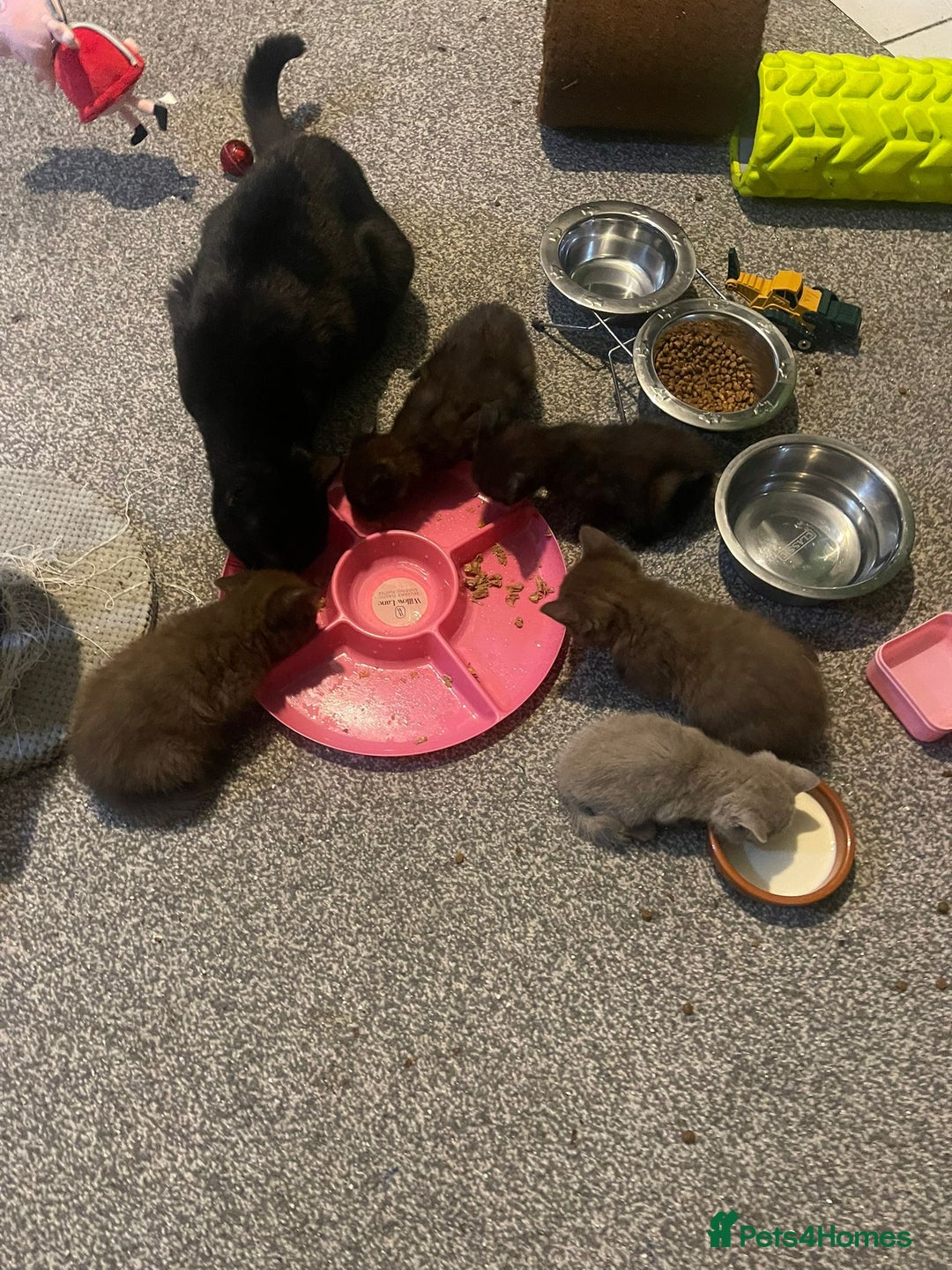 British Shorthair cats for sale: 3 male and 3 female kittens and mother  - Image 8