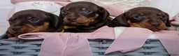 Miniature Dachshund dogs for sale: Chocolate and tan miniature dachshunds  - Advert 4