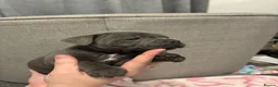 Staffordshire Bull Terrier dogs for sale: Beautiful chunky blue staffies  - Advert 8
