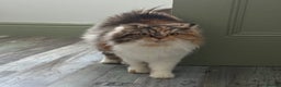 Persian cats for sale: Persian x angora adult  - Advert 5