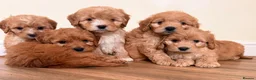 Cockapoo dogs for sale: Beautiful puppies ready to go  - Advert 10