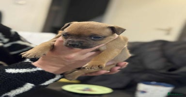 Staffordshire Bull Terrier dogs Kc registered Staffordshire bull terriers - Advert 5