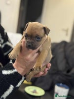 Staffordshire Bull Terrier dogs Kc registered Staffordshire bull terriers - Advert 2