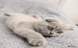 Scottish Fold cats for sale: Scottish fold kittens are looking for family🥰 - Advert 13