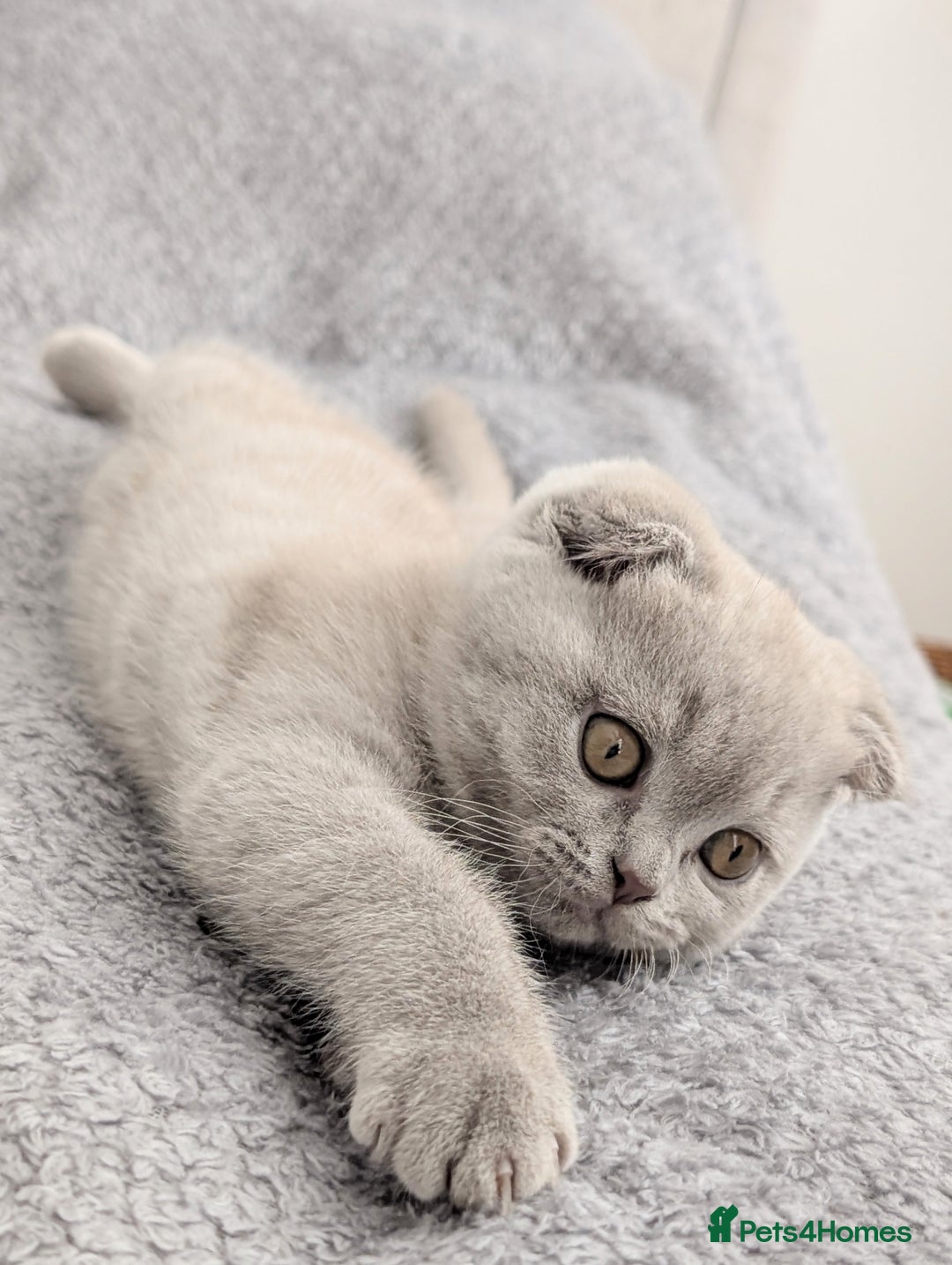 Scottish Fold cats for sale: Scottish fold kittens are looking for family🥰 - Advert 13