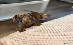 Miniature Dachshund dogs for sale: Miniature Dachshund Chocolate Dapple - Image 3