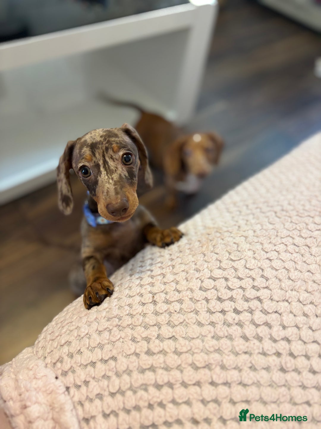 Miniature Dachshund dogs for sale: Miniature Dachshund Chocolate Dapple - Image 3