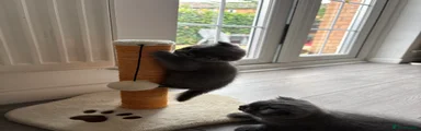 Scottish Fold 2