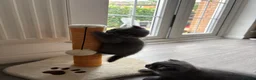 Scottish Fold cats for sale: Playful  lovely Scottish Fold - Advert 12