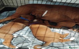 Boxer dogs for sale: 5 🌟 KC registered Boxer pups - Image 9