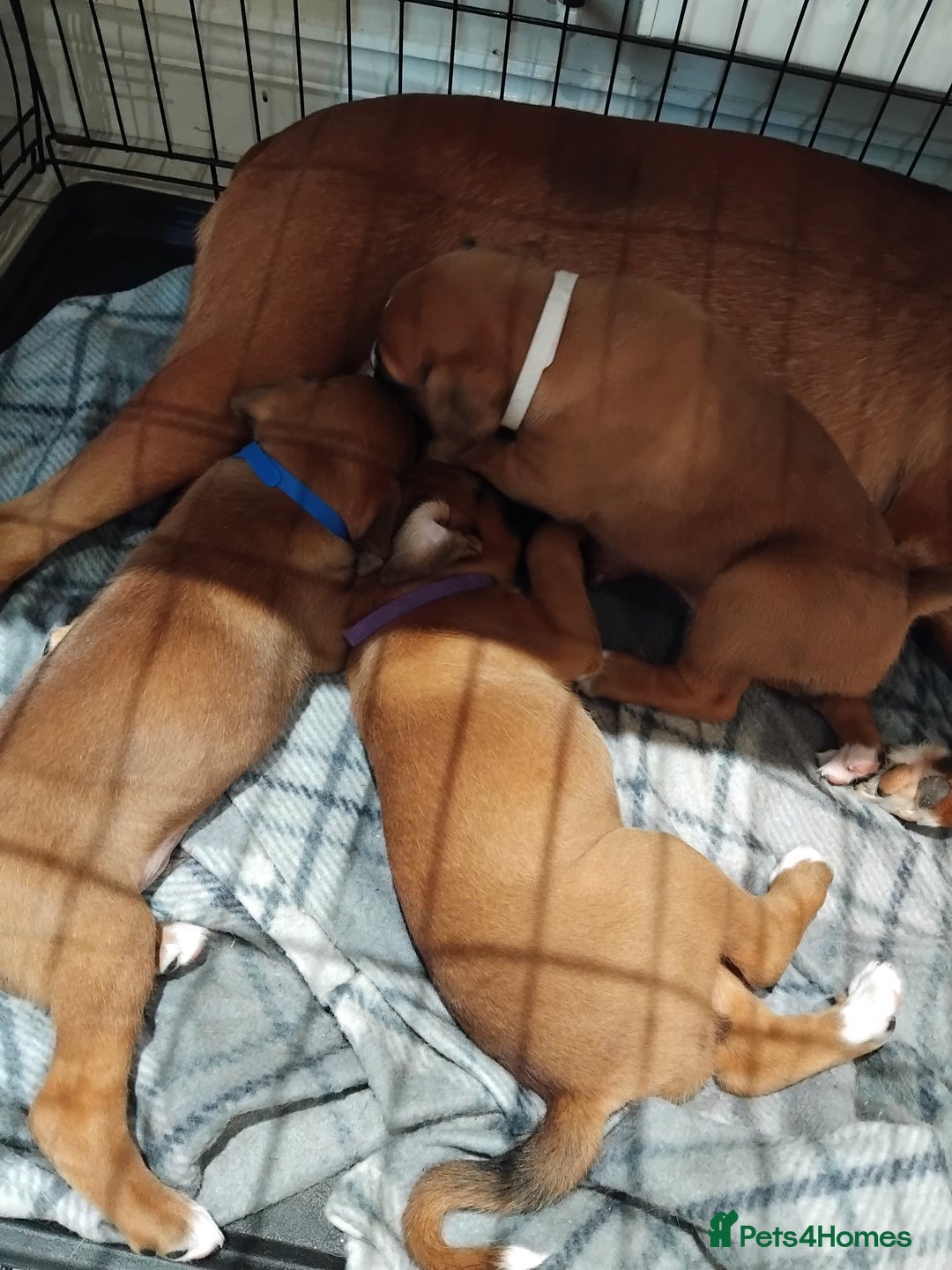 Boxer dogs for sale: 5 🌟 KC registered Boxer pups - Image 9