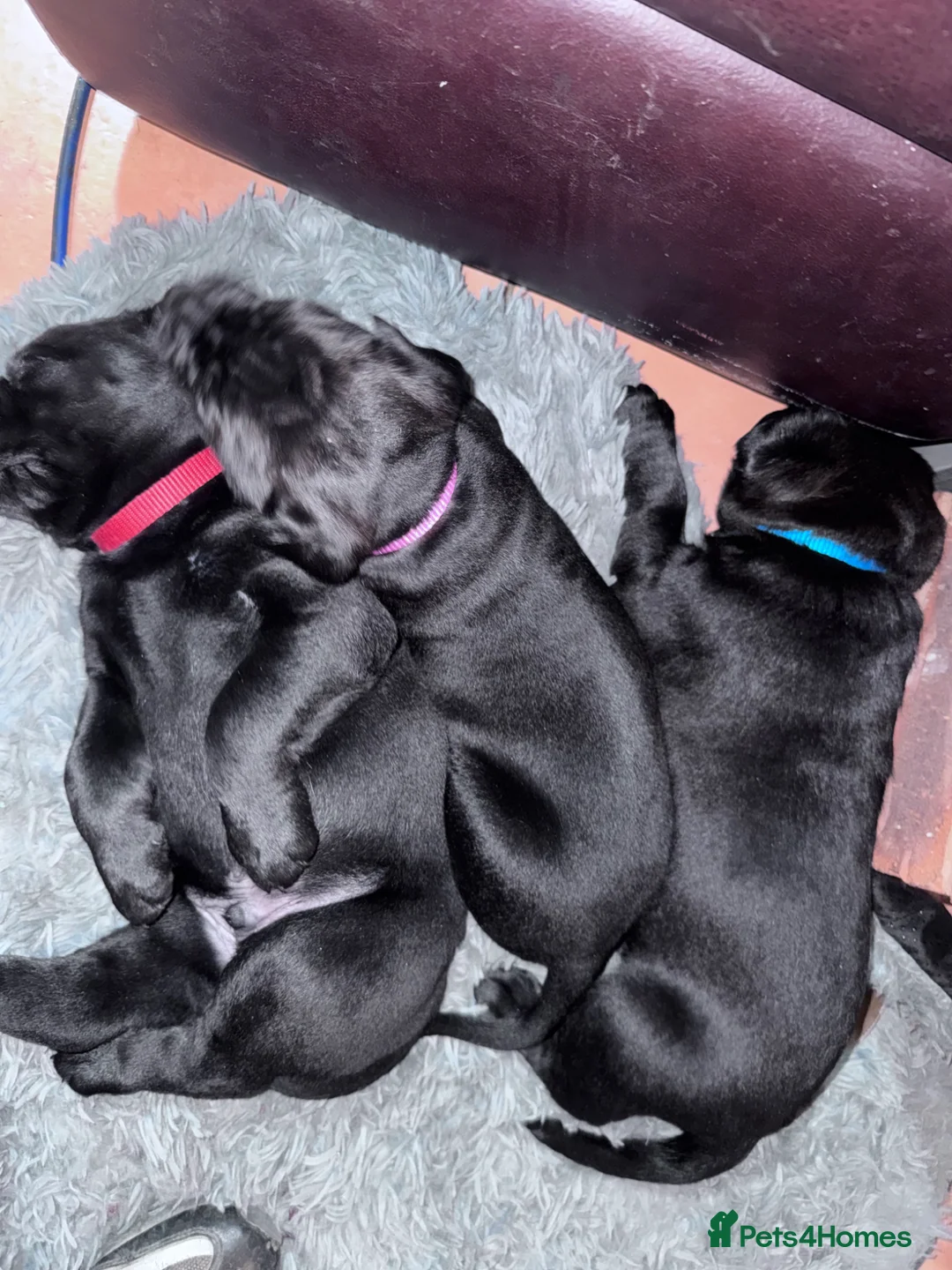 Mixed Breed dogs for sale: Stunning cane corso cross mastiff  - Advert 1