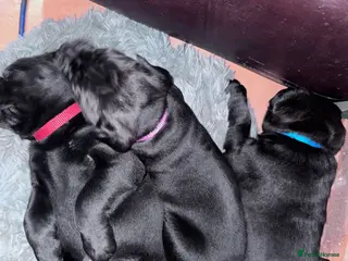 Mixed Breed dogs Stunning cane corso cross mastiff - Advert 7