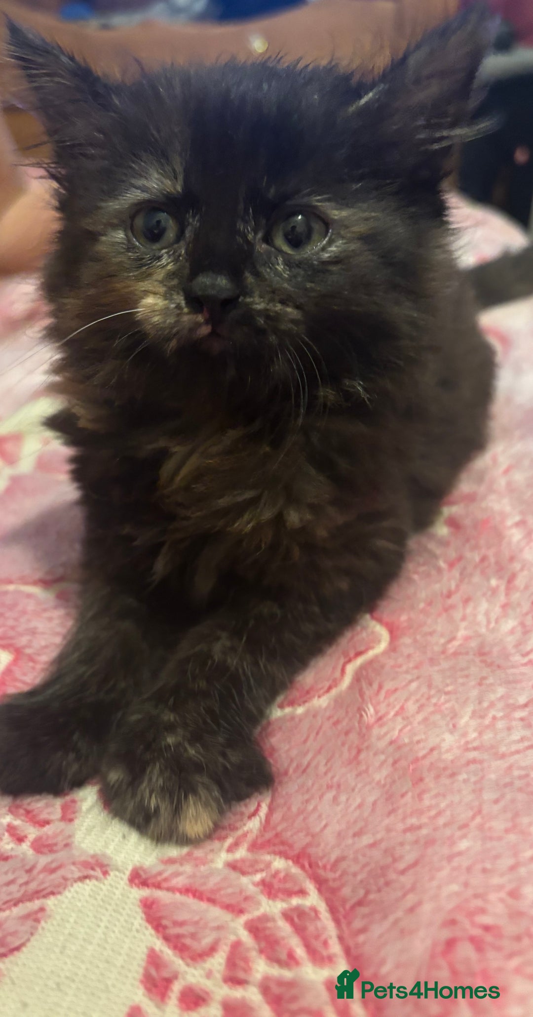 Mixed Breed cats for sale: 3 beautiful Birman cross kittens  - Image 3