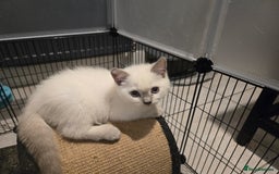 British Shorthair cats for sale: 1 FEMALE LEFT BRITISH SHORTHAIR KITTENS  - Image 33