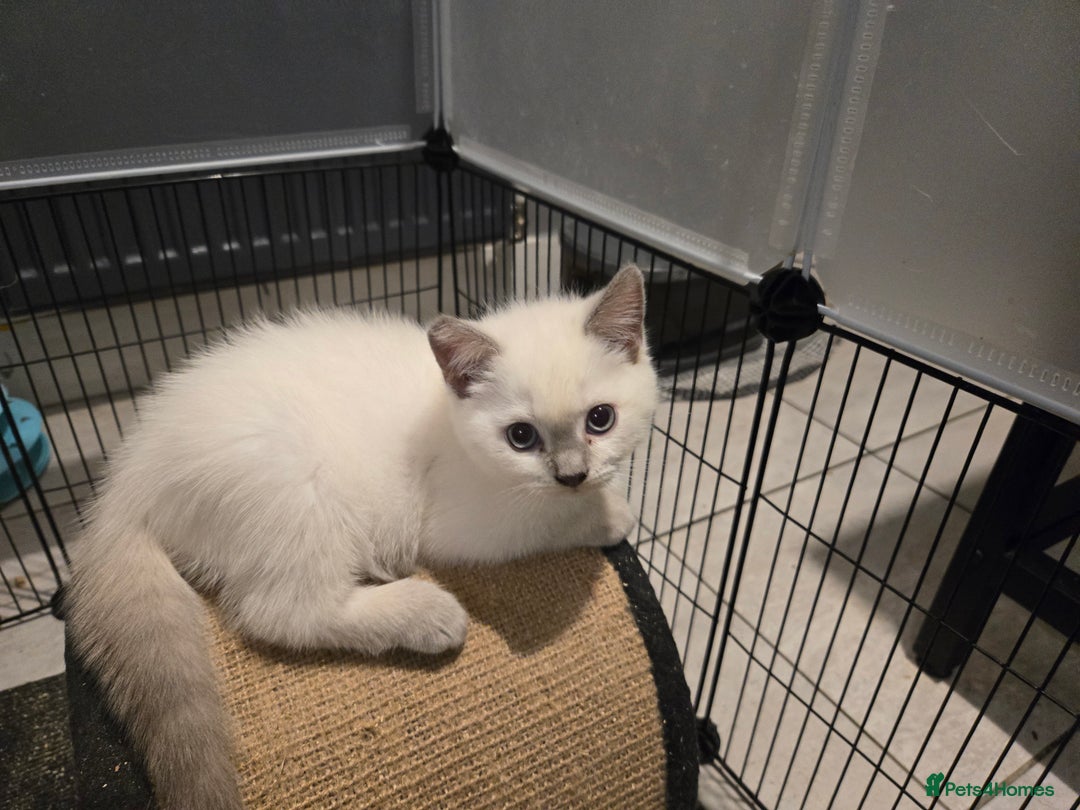 British Shorthair cats for sale: 1 FEMALE LEFT BRITISH SHORTHAIR KITTENS  - Image 33