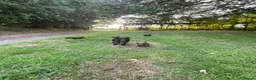 Patterdale Terrier dogs for sale: 2 male patterdale puppy’s  in Umberleigh - Advert 2