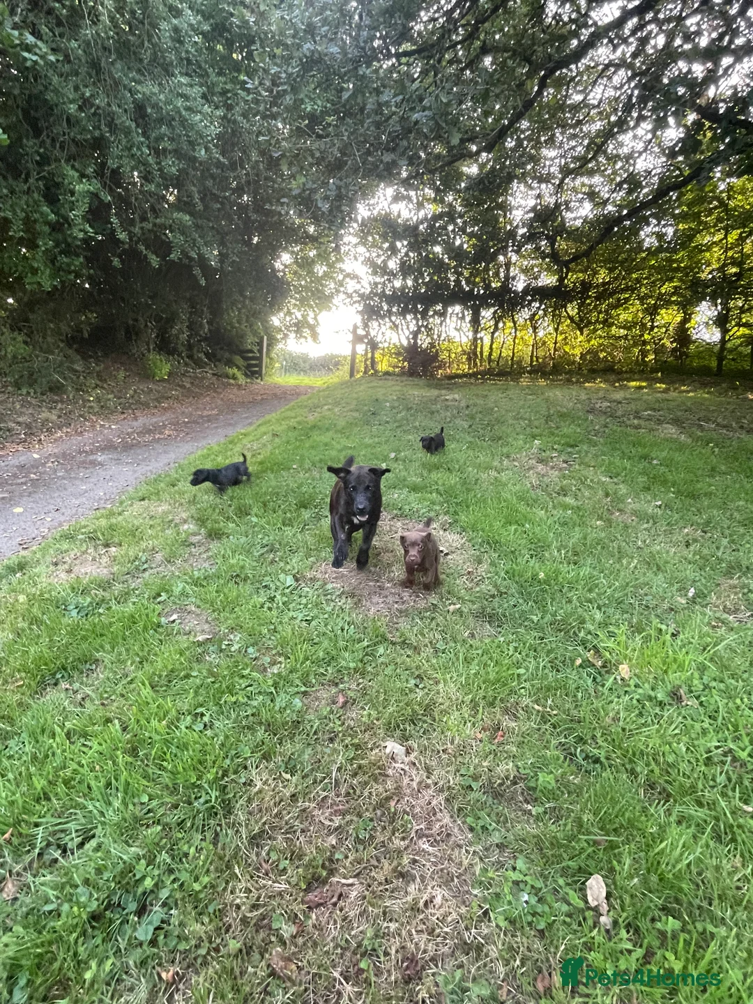 Patterdale Terrier dogs for sale: 2 male patterdale puppy’s  in Umberleigh - Advert 2