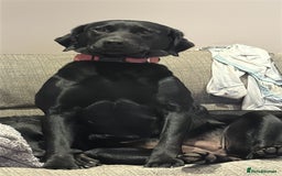 Labrador Retriever dogs for sale: Young Labrador looking for new 🏡  - Image 3