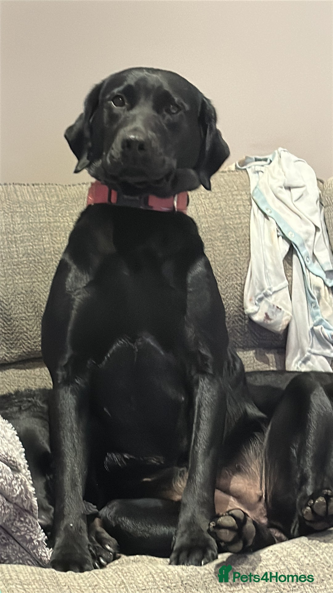 Labrador Retriever dogs for sale: Young Labrador looking for new 🏡  - Image 3