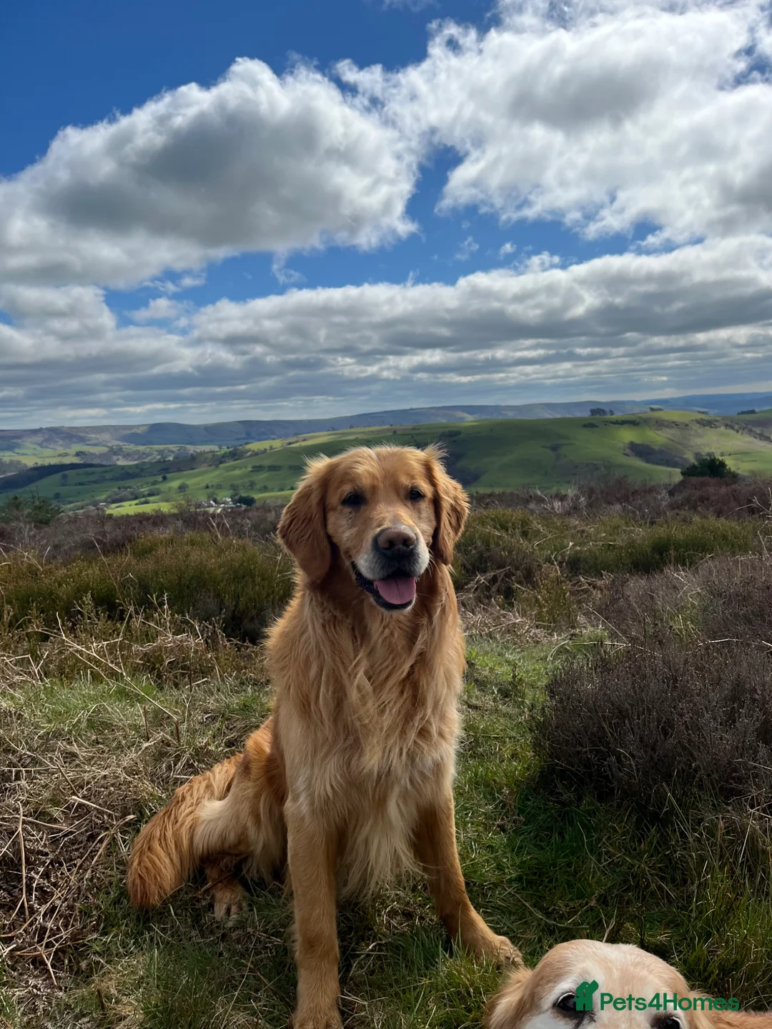 Goldador dogs for sale: Labrador x Golden Retriever puppies  - Advert 7