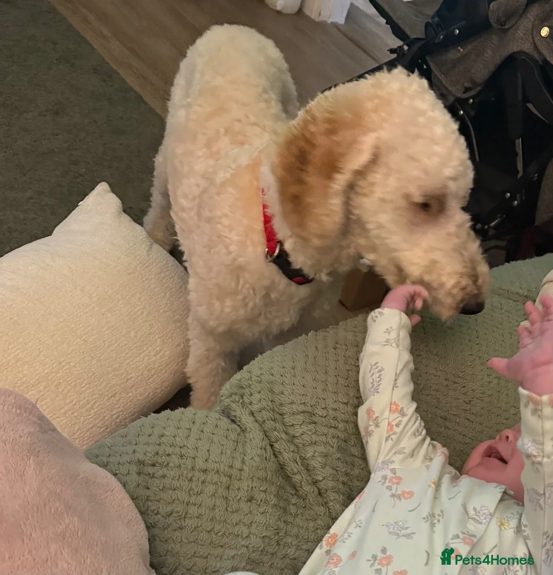 Mini Goldendoodle dogs for sale: Mini golden doodle 6 month old  - Advert 6