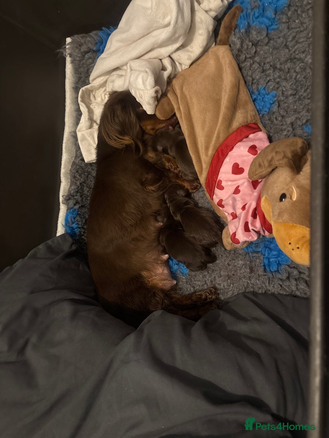 Dachshund dogs for sale: Chocolate and tan long haired miniatures  - Advert 1