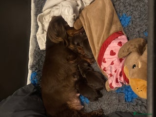 Dachshund dogs Chocolate and tan long haired miniatures - Advert 10