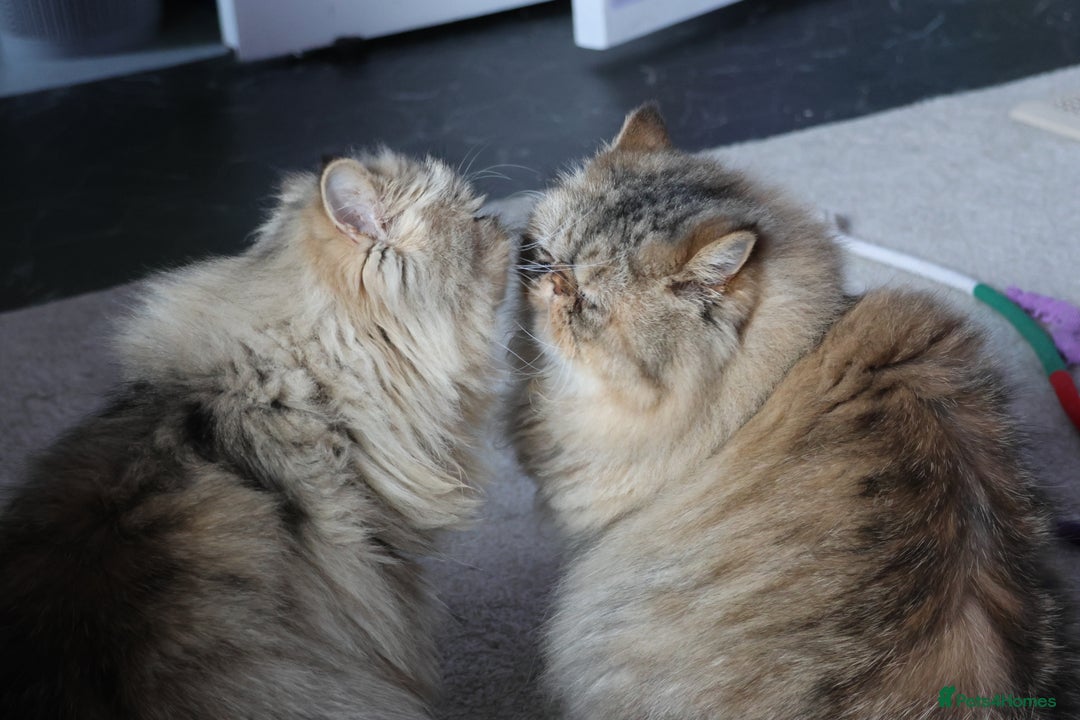 Persian cats for sale: Eric & Mickey - Advert 7