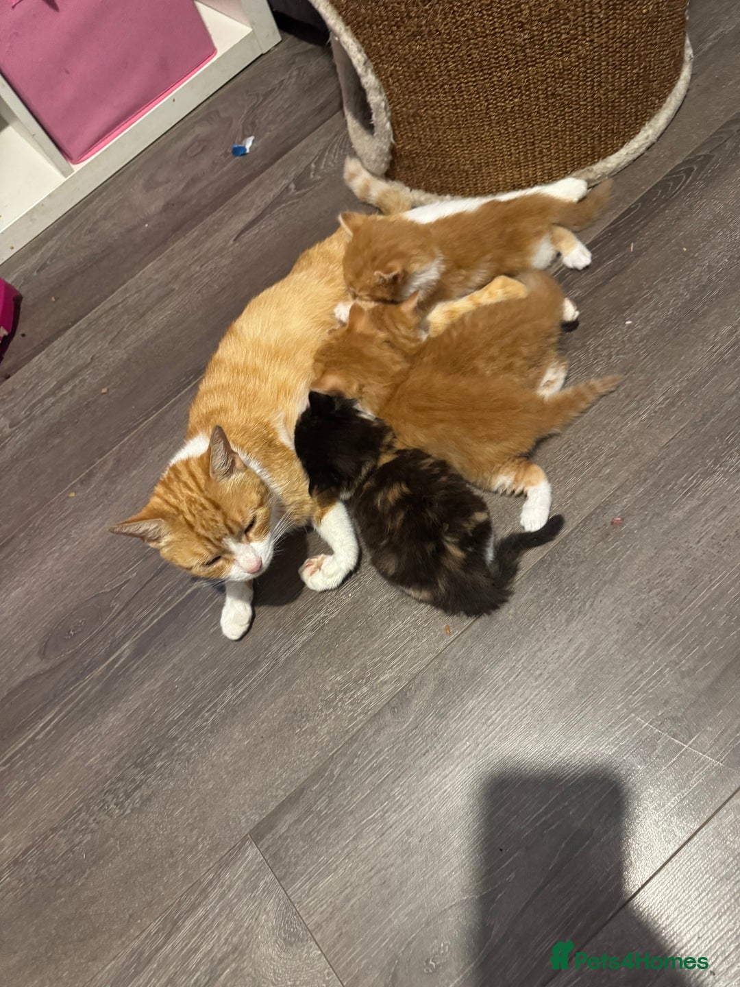 Mixed Breed cats for sale: Ready for new home - Image 6