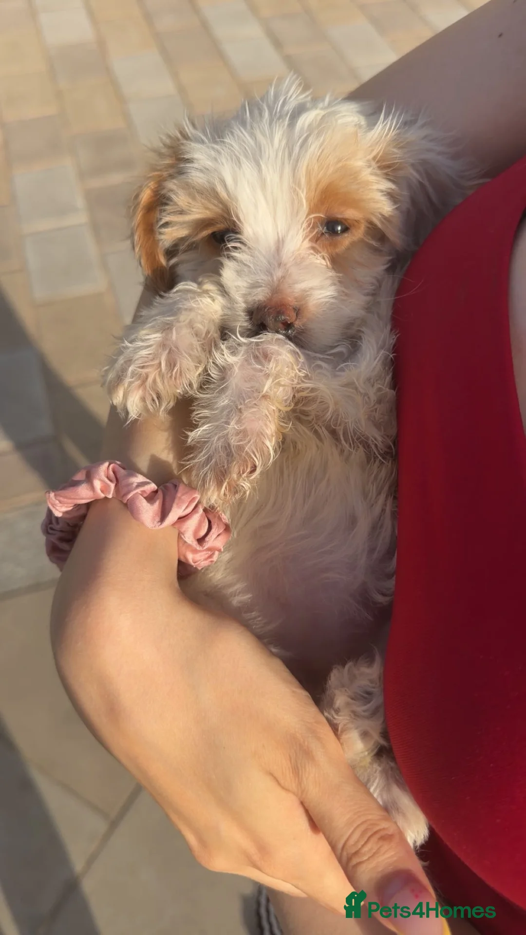 Cockapoo dogs for sale: 5 month old cockapoo called darla  in Runcorn - Advert 2