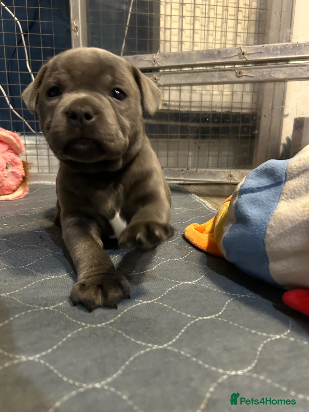 Staffordshire Bull Terrier dogs for sale: VAULTSTAR Staffordshire bull terriers in Loughborough - Advert 2
