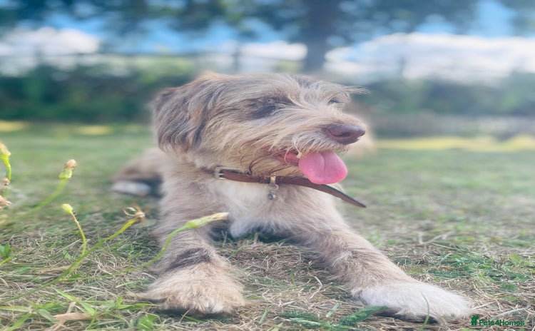 Mixed Breed dogs - Advert 2