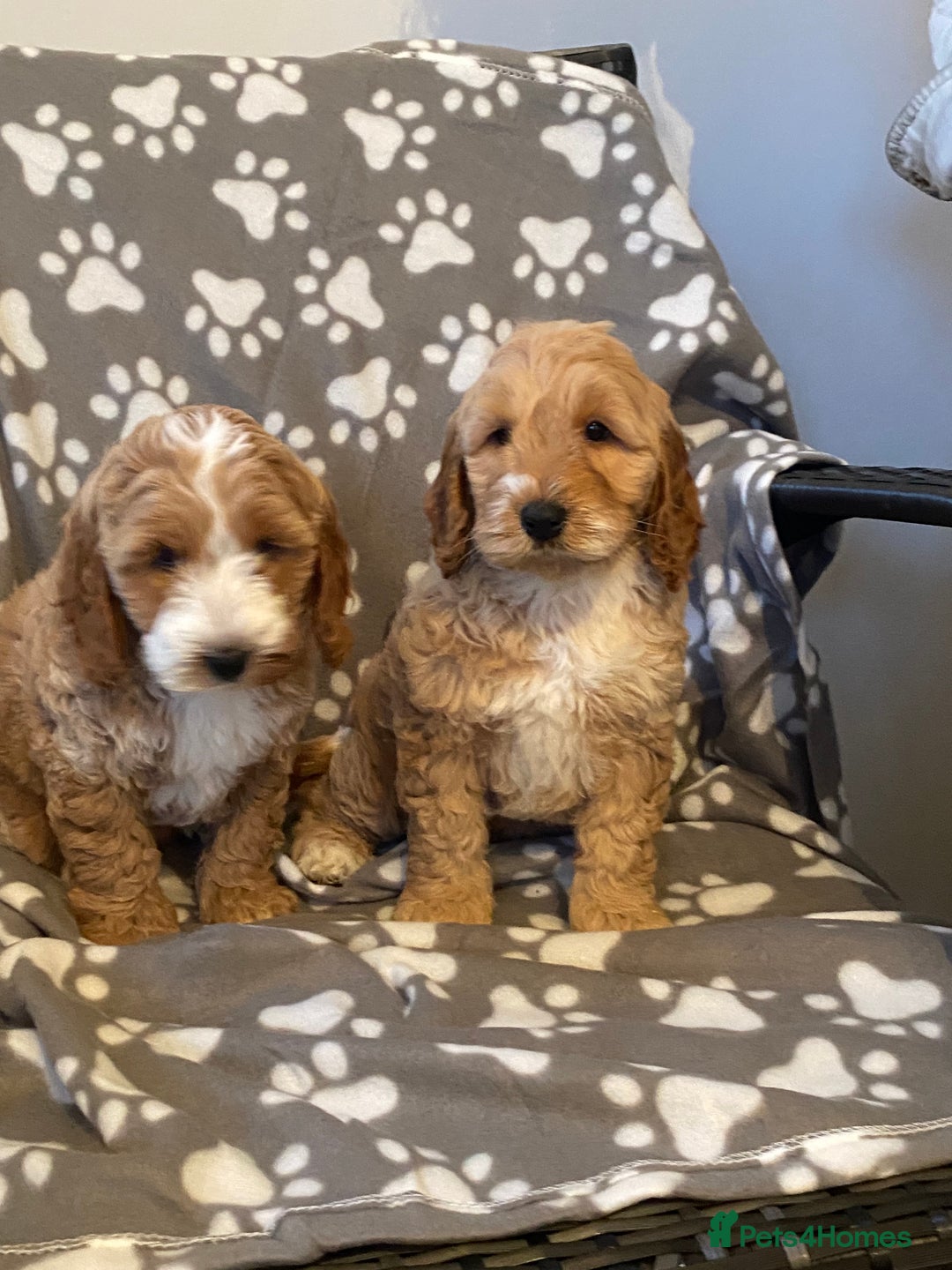 Cockapoo dogs for sale: Cockapoo puppies for sale  - Advert 2