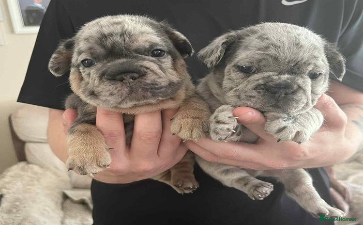 French Bulldog dogs - Advert 4