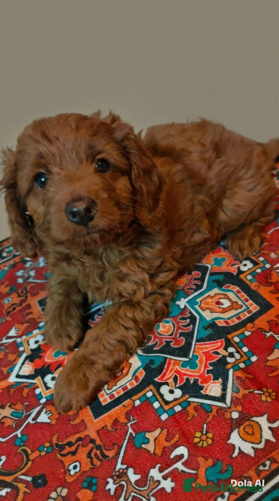 Cockapoo dogs for sale: Cockerpoo puppies  - Advert 5