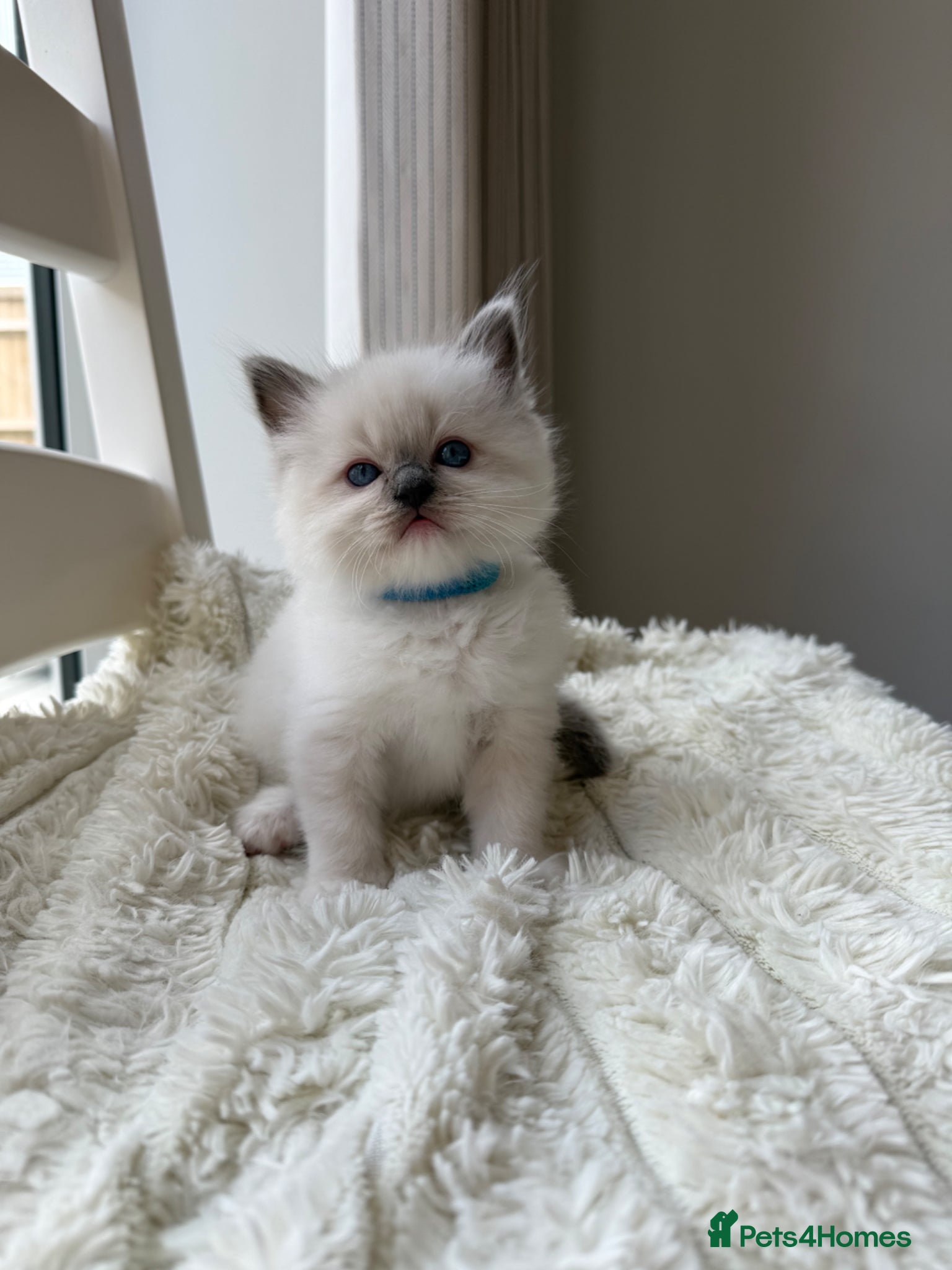 Ragdoll cats Stunning Champion Bloodline GCCF Kittens - Advert 1