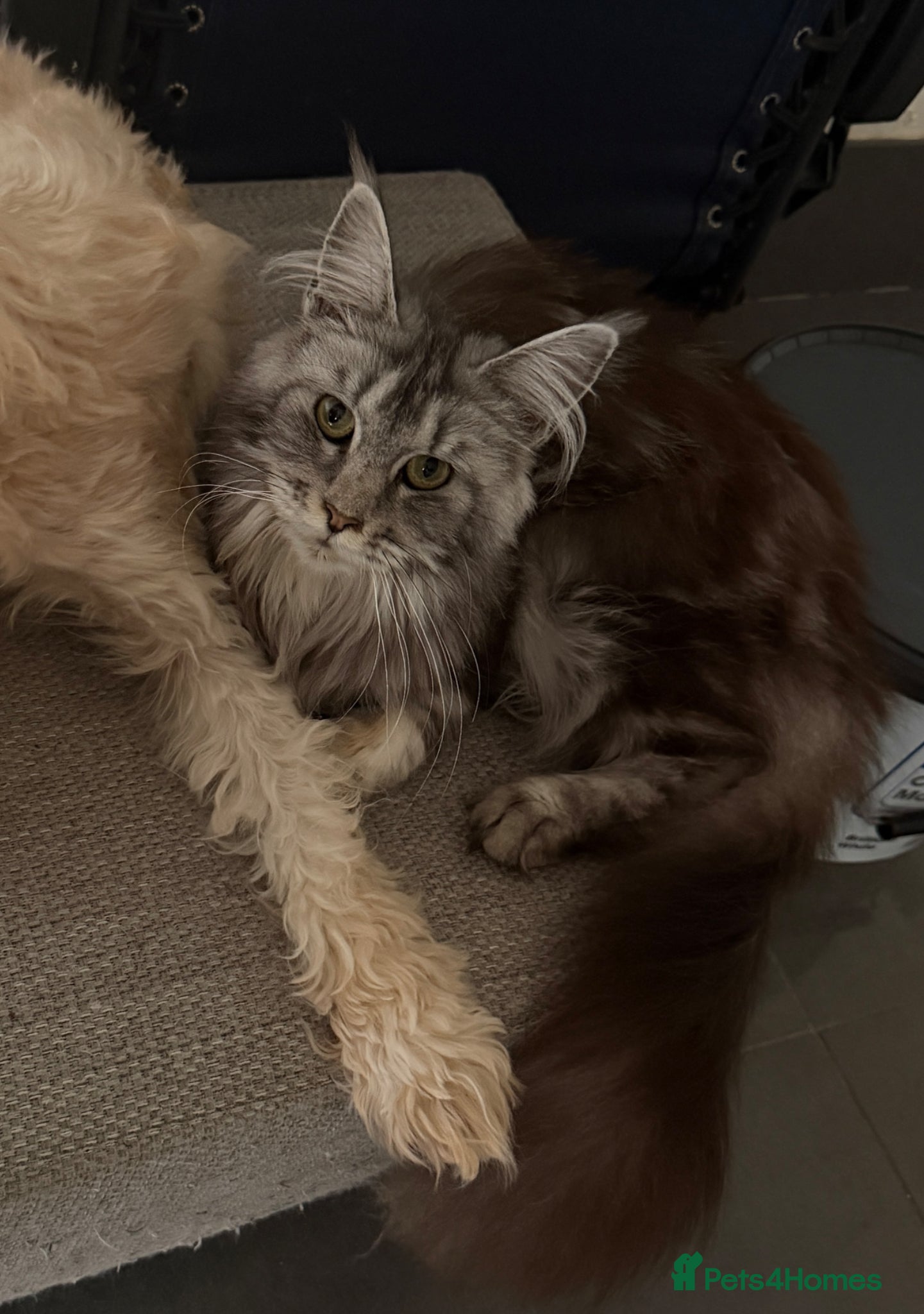 Maine Coon cats Maine coon female  - Advert 2