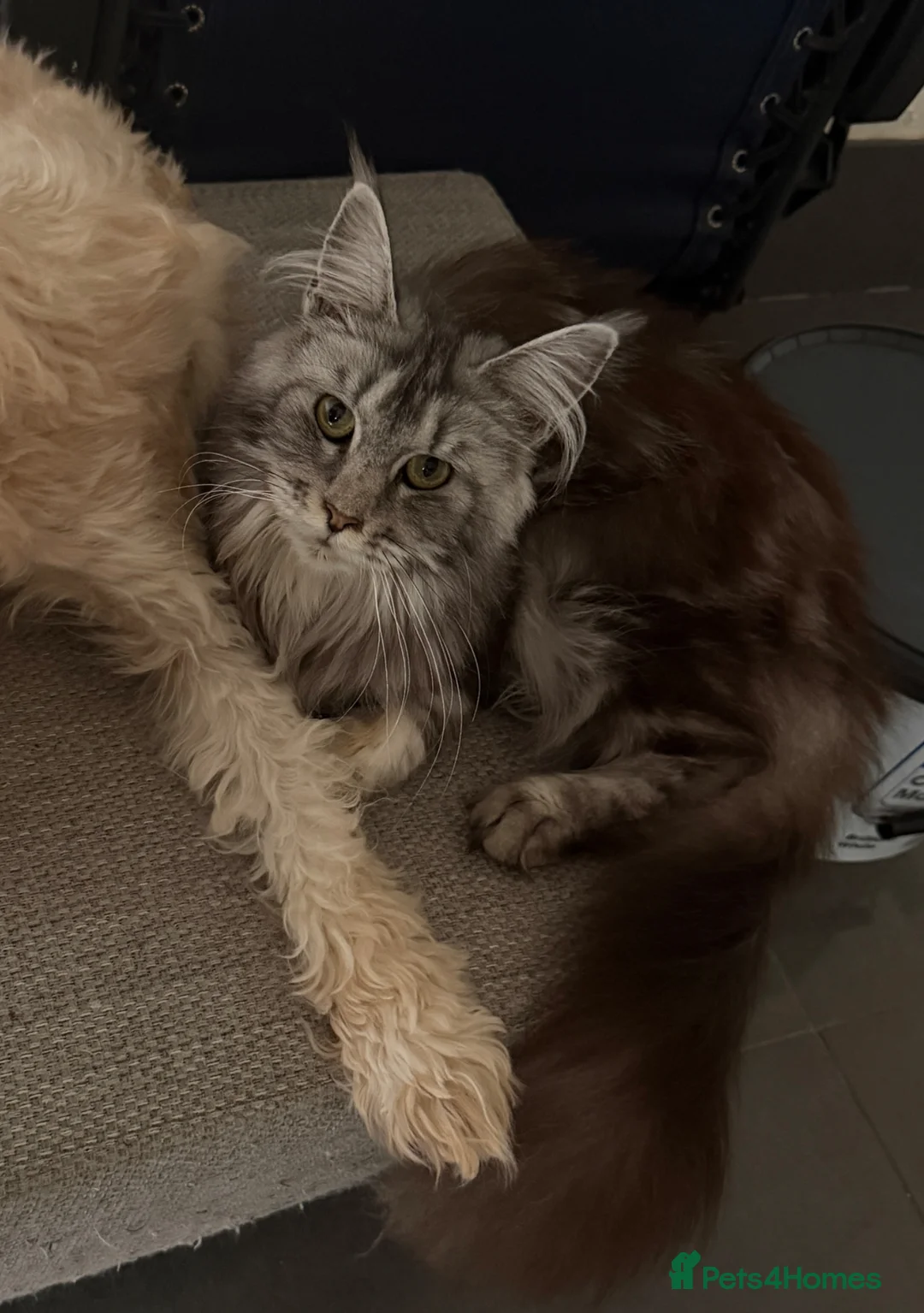 Maine Coon cats for sale: Maine coon female  - Advert 1